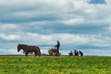An Amish Man Working the Fields Controlling 2 Horses With 5 of His Children clipart