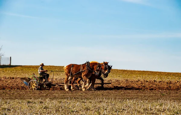 Campesino Amish que sopla el campo después de la cosecha de maíz con 3 caballos — Foto de Stock