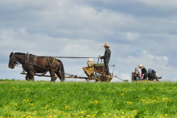 En Amish Man Som Arbetar Fälten Styra 2 Hästar Med 5 av sina barn — Stockfoto