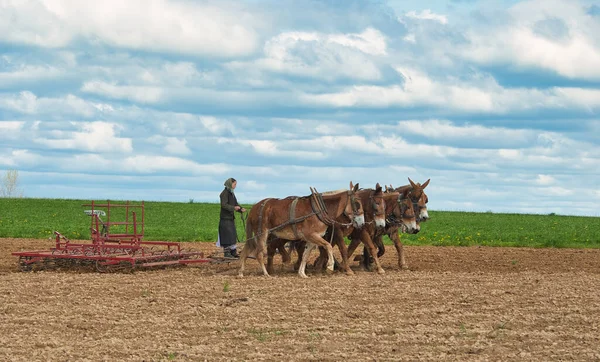 En Amish kvinnor arbetar fälten styra 4 Hästar — Stockfoto