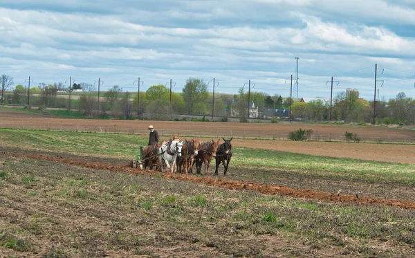 Utsikt över en amish man Plowing Fields med 8 Hästar — Stockfoto