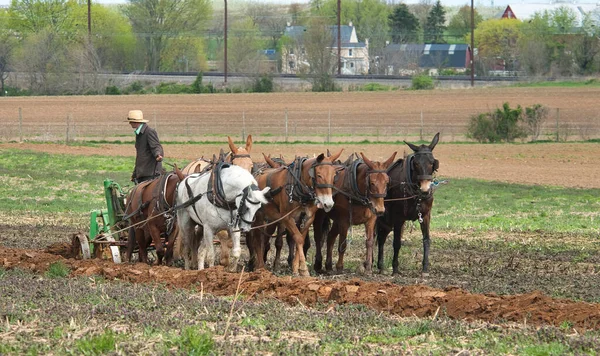 Zicht op een Amish Man ploegvelden met 8 Paarden — Stockfoto