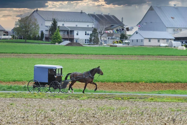 Amish Atı ve Tüylü At Kırsal Yol boyunca Geziniyor
