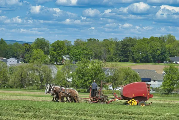 Amish Man skördar sina grödor som dragits av hästar — Stockfoto