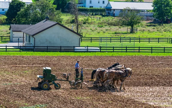 Amish Farmer Plowing Field After Corn Harvest with 6 Horses — Stock Photo, Image