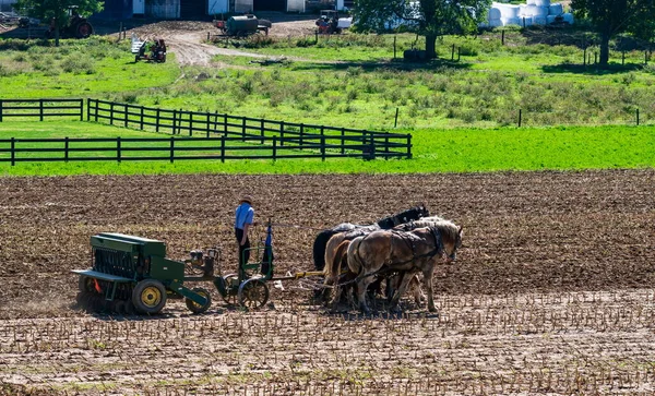 Άμις αγρότης όργωμα τομέα μετά τη συγκομιδή καλαμποκιού με 6 άλογα — Φωτογραφία Αρχείου