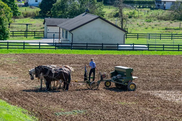 Amish bonde Plowing Field Efter Corn Harvest med 6 Hästar — Stockfoto