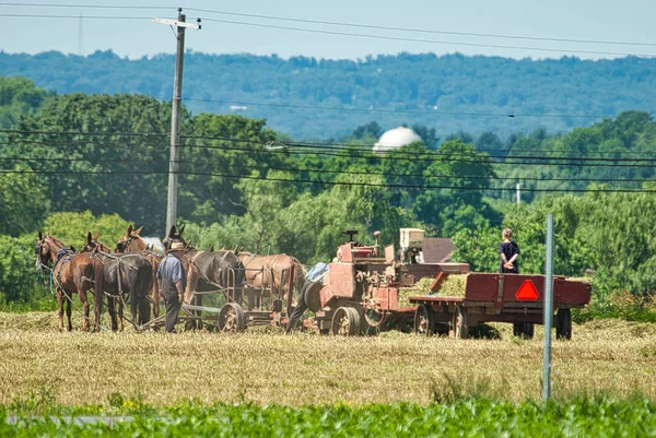 Amish Män skörda sina grödor som dragits av hästar och skördas med en gasdriven maskin medan dottern klockor — Stockfoto