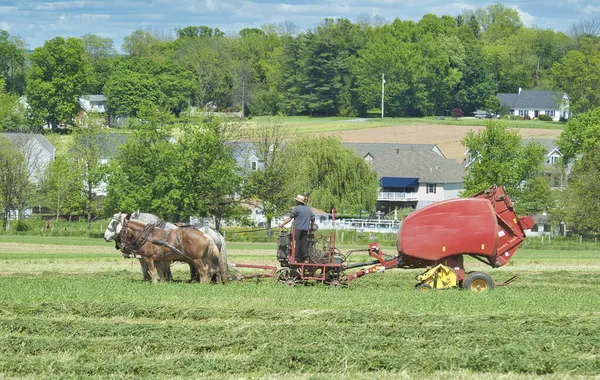 Amish Man Συγκομιδή Καλλιέργειες του τράβηξε από τα άλογα — Φωτογραφία Αρχείου