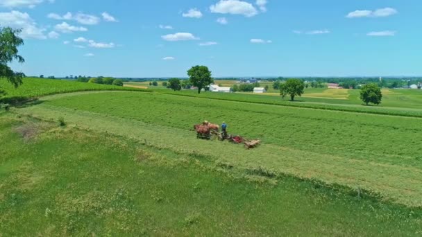Вид Воздуха Фермера Амиша Собирающего Урожай Тремя Лошадьми Вытягивающего Урожай — стоковое видео
