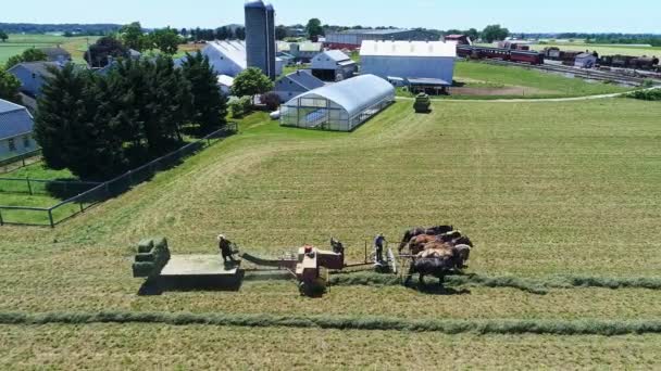Μια Αεροφωτογραφία Ενός Amish Αγρότες Συγκομιδή Εκεί Καλλιέργειες Πέντε Άλογα — Αρχείο Βίντεο