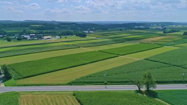 Een Luchtfoto Van Maïsvelden Oogstgewassen Met Kleurvlakken Een Mooie Zomerdag — Stockvideo