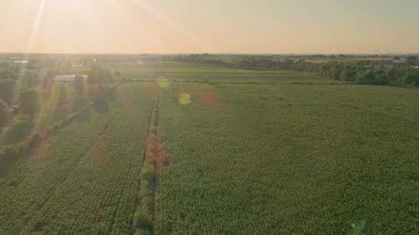 Una Vista Aérea Las Granjas Campos Amish Durante Hora Dorada — Vídeo de stock