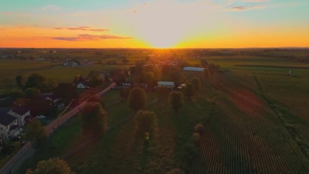 Вид Воздуха Кукурузные Поля Плодородные Фермы Фермы Закате Золотого Часа — стоковое видео