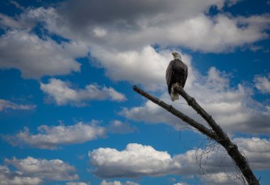 Bir dalda oturan kel kartal manzarası Ülkeye bakıyor