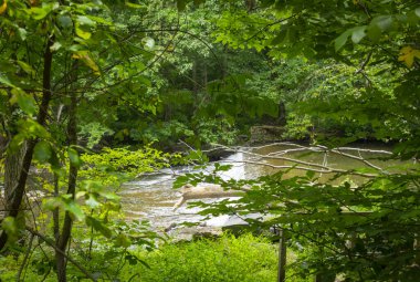 Ormanın ortasında küçük bir şelale olan bir derenin manzarası