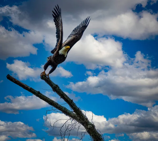 View of A Bald Eagle Taking Off With Wings Spread From a Branch Looking Ahead — Stock Photo, Image