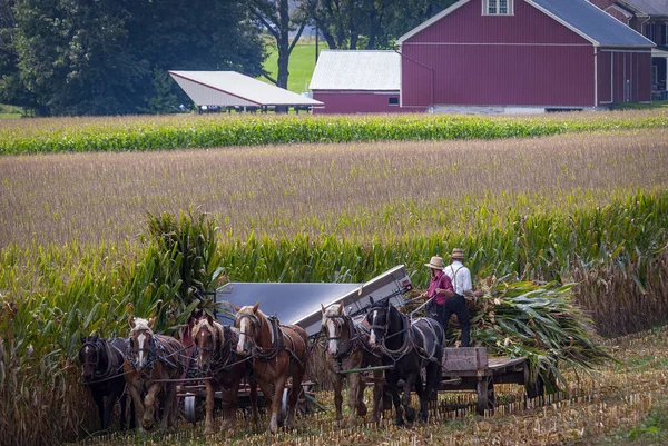 Άποψη της συγκομιδής Amish εκεί καλαμπόκι χρησιμοποιώντας έξι άλογα και τρεις άνδρες, όπως έγινε πριν από χρόνια — Φωτογραφία Αρχείου