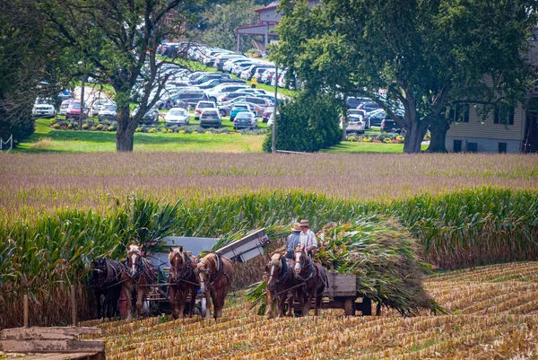 Vy över Amish skörda där majs med hjälp av sex hästar och tre män som det var gjort år gå — Stockfoto