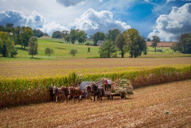 Bir Amish 'in 6 Atlı ve 3 Adamlı Mısır Ürünleri' ni Sunny Fall Günü 'nde çekerken görüntüsü.