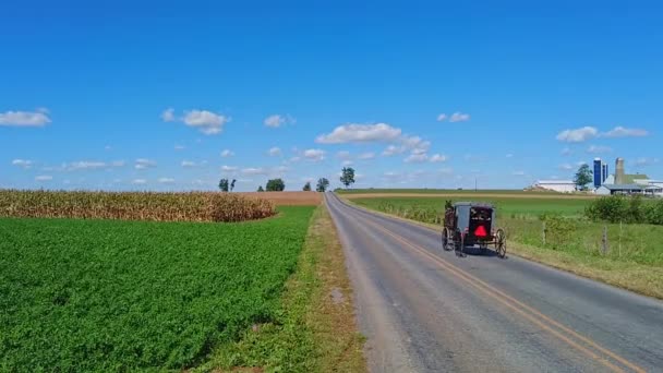 美しい晴れた日に田舎道を流れるアミッシュ馬とバギー — ストック動画