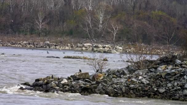 Long View Birds Flying Sitting Rocks Rushing River Goes Cloudy — Vídeo de stock