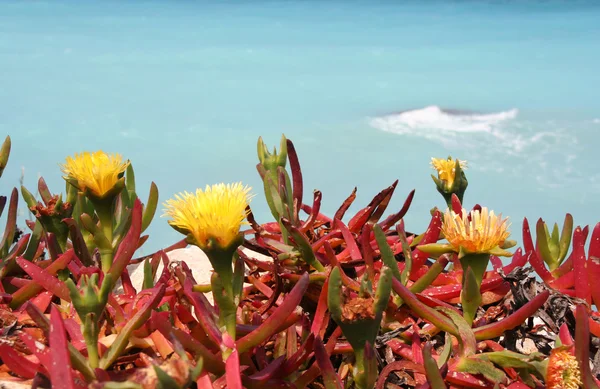 海岸の野生の花 — ストック写真