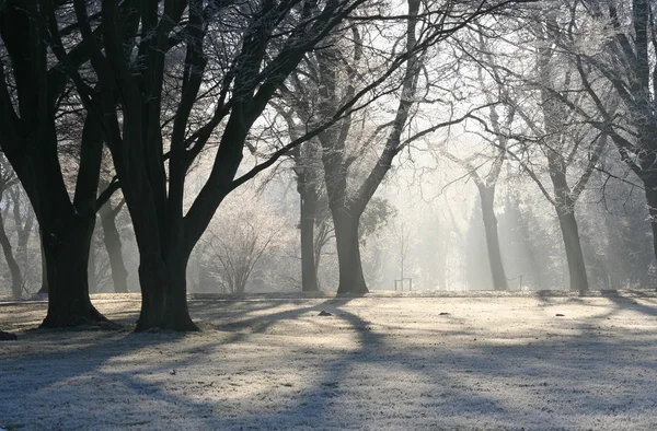 Hiver dans le parc — Photo