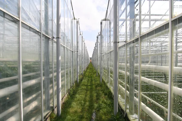 Greenhouses — Stock Photo, Image