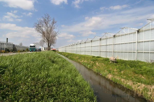 Agricultural Greenhouses — Stock Photo, Image