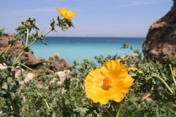 黄色の海岸の花 — ストック写真