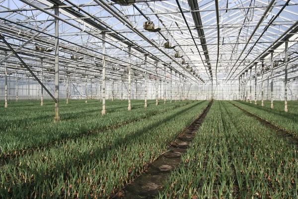 Greenhouse Plants — Stock Photo, Image