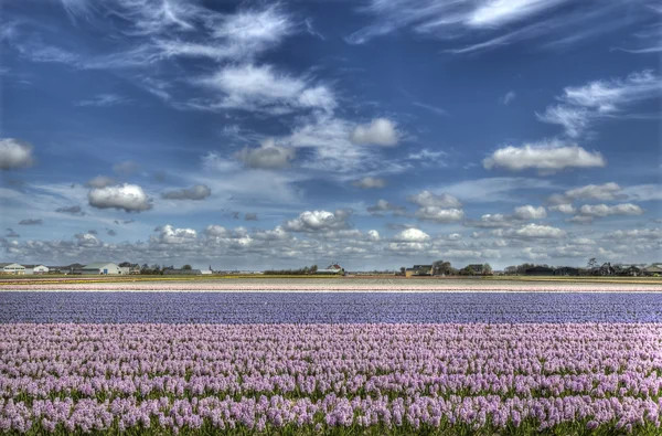 Flowerfield in Holland — Stock Photo, Image