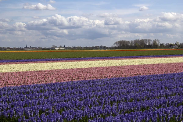 Flowerfield in Holland — Stock Photo, Image