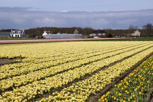 Flowerfield in Holland — Stock Photo, Image