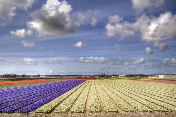 Flowerfields in Holland — Stock Photo, Image