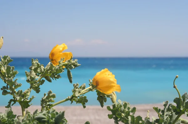 Flores de primavera — Fotografia de Stock