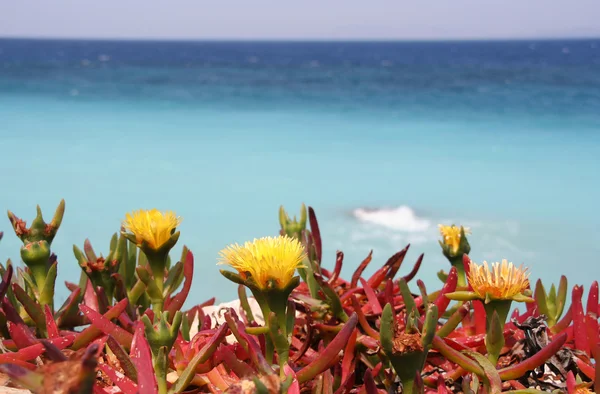 Śródziemnomorskich kwiatów — Zdjęcie stockowe
