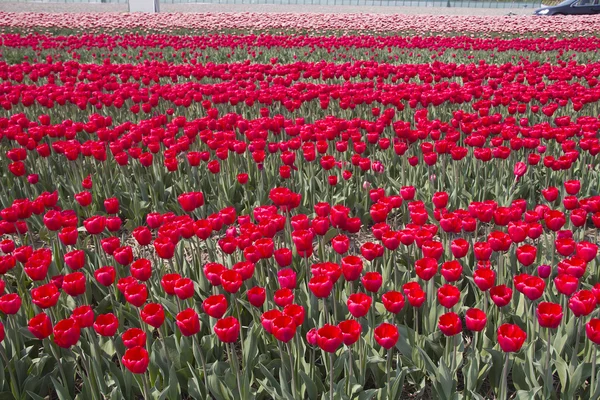 Fleurs en Hollande — Photo