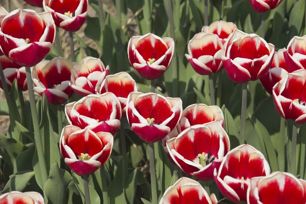 Flowers in Holland