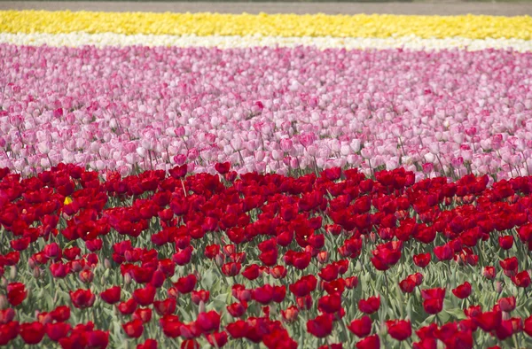 オランダの flowerfields — ストック写真