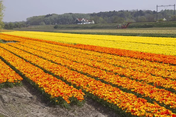 Flower Fields Holland — Stock Photo, Image