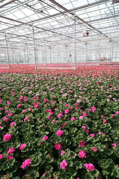 Greenhouse Flowers — Stock Photo, Image