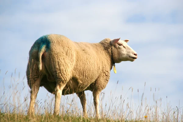 Får — Stockfoto