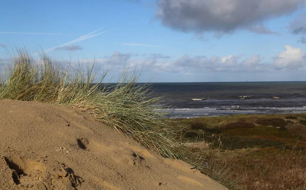 Duingras Noordzeestrand — Stockfoto