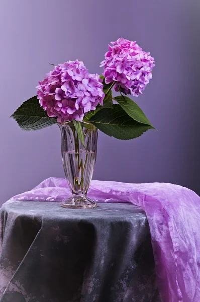 Hortensia flowers in glass vase — Stock Photo, Image