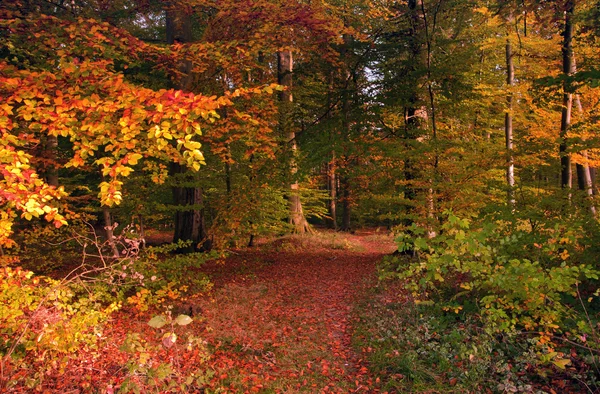 Forêt d'automne — Photo