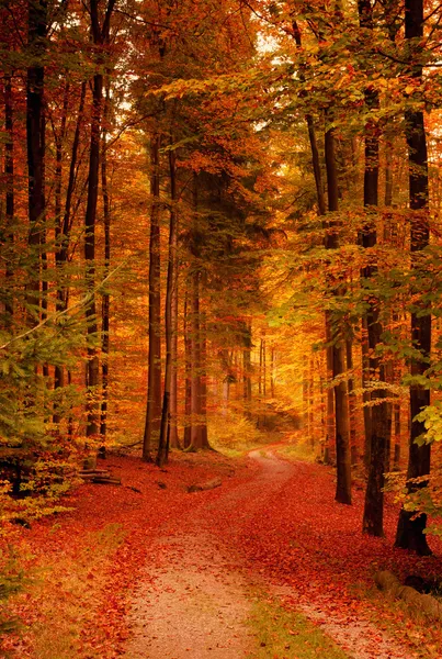 Autumn forest — Stock Photo, Image