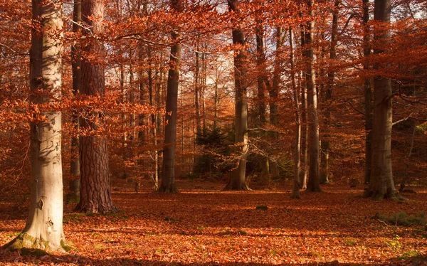 Höst skog — Stockfoto