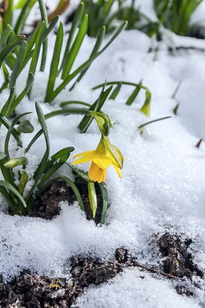 Påsklilja — Stockfoto